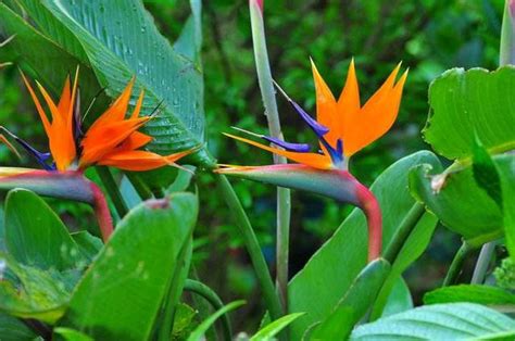 天堂鳥 花語|天堂鳥的花語、寓意和傳說，一網打盡！